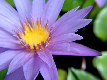 Beautiful violet or purple lotus flower with water droplets on the petals is complimented by the rich colors of the deep blue water surface in pond.  Extreme shallow depth of field.の写真素材