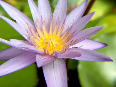 Beautiful violet or purple lotus flower with water droplets on the petals is complimented by the rich colors of the deep blue water surface in pond.  Extreme shallow depth of field.の写真素材