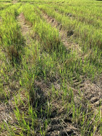 Car crossing large rice fields growing with tire tracks on wet muddy, road, Tyre track on dirt mud, off road track.The cornfield that were traces of driving wheels running through in the evening.の写真素材