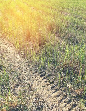 Car crossing large rice fields growing with tire tracks on wet muddy, road, Tyre track on dirt mud, off road track.The cornfield that were traces of driving wheels running through in the evening.の写真素材