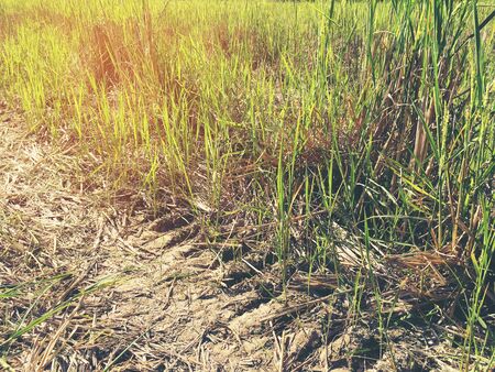 Car crossing large rice fields growing with tire tracks on wet muddy, road, Tyre track on dirt mud, off road track.The cornfield that were traces of driving wheels running through in the evening.の写真素材