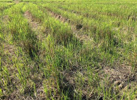 Car crossing large rice fields growing with tire tracks on wet muddy, road, Tyre track on dirt mud, off road track.The cornfield that were traces of driving wheels running through in the evening.の写真素材