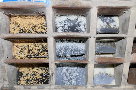 Brown rice flowing from old wooden rice milling machine during work. Organic milled rice processing local industry equipment in Thailand.の写真素材