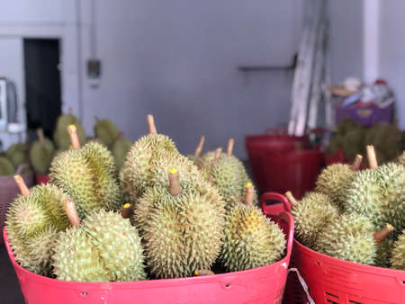 Durian fruit is placed in a red basket for sale to the buyer in fruit market,Thailand. Durian that is known as the king of fruits of Thailand.の写真素材