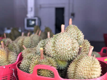Durian fruit is placed in a red basket for sale to the buyer in fruit market,Thailand. Durian that is known as the king of fruits of Thailand.の写真素材