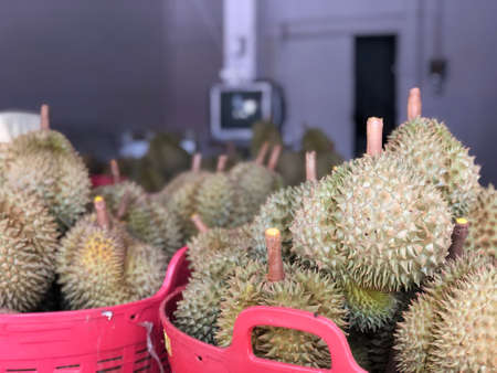Durian fruit is placed in a red basket for sale to the buyer in fruit market,Thailand. Durian that is known as the king of fruits of Thailand.の写真素材