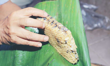 Fresh honeycomb or Beehive from a nature for cooking. Local food in the north of Thailand.の写真素材