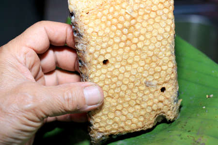 Fresh honeycomb or Beehive from a nature for cooking. Local food in the north of Thailand.の写真素材