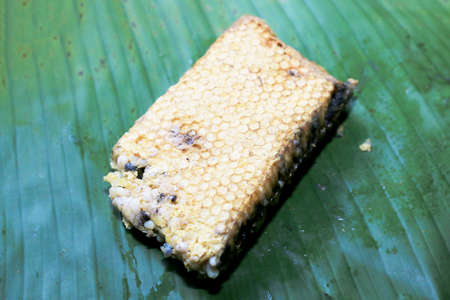 Fresh honeycomb or Beehive from a nature for cooking. Local food in the north of Thailand.の写真素材