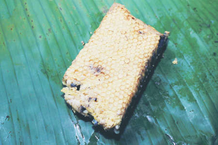 Fresh honeycomb or Beehive from a nature for cooking. Local food in the north of Thailand.の写真素材