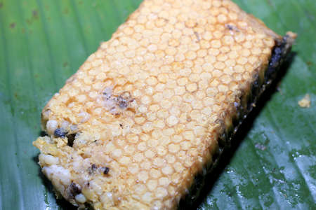 Fresh honeycomb or Beehive from a nature for cooking. Local food in the north of Thailand.の写真素材