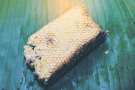 Fresh honeycomb or Beehive from a nature for cooking. Local food in the north of Thailand.の写真素材