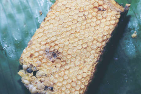 Fresh honeycomb or Beehive from a nature for cooking. Local food in the north of Thailand.の写真素材