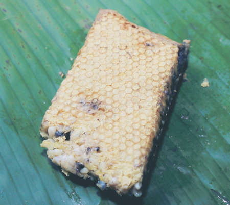 Fresh honeycomb or Beehive from a nature for cooking. Local food in the north of Thailand.の写真素材