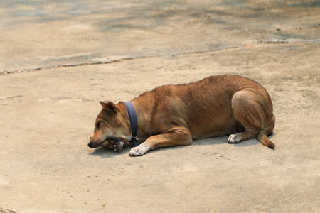 Brown Thai dog lying on the floor and eat bones.の写真素材