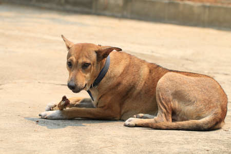 Brown Thai dog lying on the floor and eat bones.の写真素材