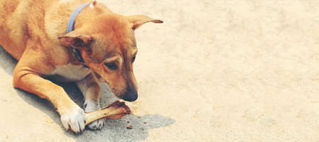 Brown Thai dog lying on the floor and eat bones.の写真素材