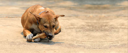 Brown Thai dog lying on the floor and eat bones.の写真素材