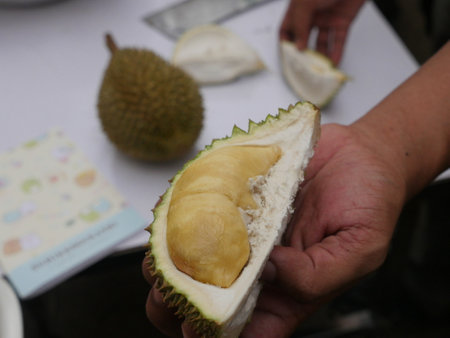 The Asian vendor is peeling the durian, which has yellow flesh and is quite fresh. Handle the durian and show the flesh for consumption. Fruit of the tropics, king of fruits from Thailand.の写真素材