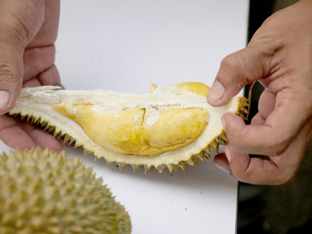 The Asian vendor is peeling the durian, which has yellow flesh and is quite fresh. Handle the durian and show the flesh for consumption. Fruit of the tropics, king of fruits from Thailand.の写真素材