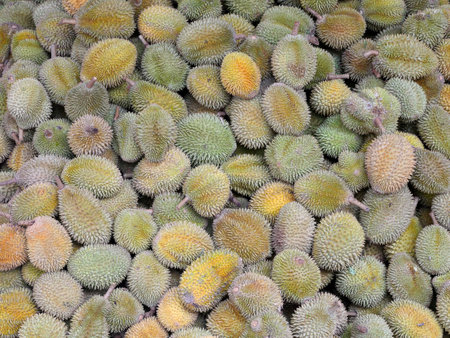Group of fresh durians in the durian market. king of fruit, famous fruit in Thailand Background thai fruit concept.の写真素材