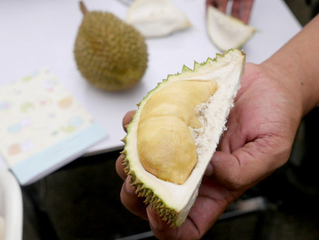 The Asian vendor is peeling the durian, which has yellow flesh and is quite fresh. Handle the durian and show the flesh for consumption. Fruit of the tropics, king of fruits from Thailand.の写真素材