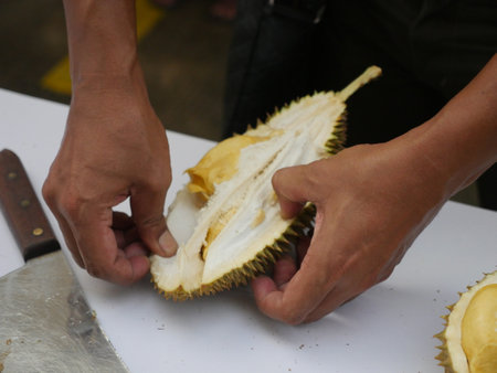 The Asian vendor is peeling the durian, which has yellow flesh and is quite fresh. Handle the durian and show the flesh for consumption. Fruit of the tropics, king of fruits from Thailand.の写真素材