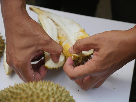The Asian vendor is peeling the durian, which has yellow flesh and is quite fresh. Handle the durian and show the flesh for consumption. Fruit of the tropics, king of fruits from Thailand.の写真素材