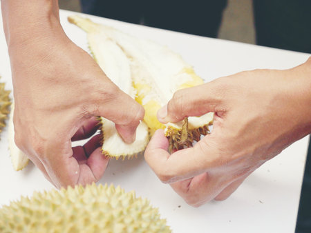 The Asian vendor is peeling the durian, which has yellow flesh and is quite fresh. Handle the durian and show the flesh for consumption. Fruit of the tropics, king of fruits from Thailand.の写真素材