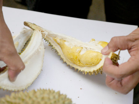 The Asian vendor is peeling the durian, which has yellow flesh and is quite fresh. Handle the durian and show the flesh for consumption. Fruit of the tropics, king of fruits from Thailand.の写真素材
