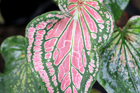 Beautiful green tree caladium 'Thai Beauty'('Hok Long') is a beautiful Caladium with pink, green, and white coloration in the leaves in the gardenの写真素材