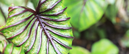 Beautiful green tree Colocasia pharaoh mask in the garden ,colocasia esculenta,tropical plant.の写真素材