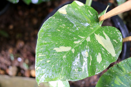 Beautiful variegated leaves of Monstera Albo Borsigiana, Monstera variegata with green and white or green and yellow leaf colors. a popular tropical plant in the gardenの写真素材