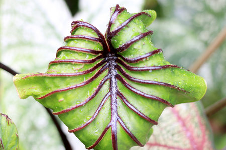 Beautiful green tree Colocasia pharaoh mask in the garden ,colocasia esculenta,tropical plant.の写真素材