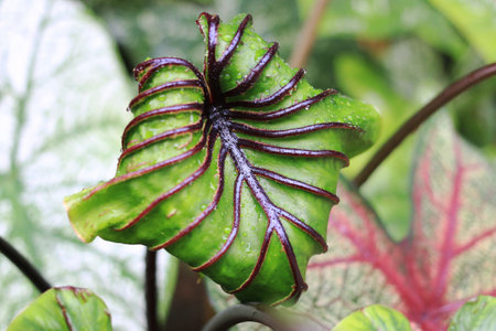 Beautiful green tree Colocasia pharaoh mask in the garden ,colocasia esculenta,tropical plant.の写真素材