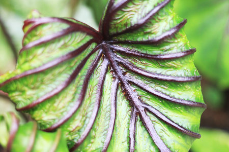 Beautiful green tree Colocasia pharaoh mask in the garden ,colocasia esculenta,tropical plant.の写真素材