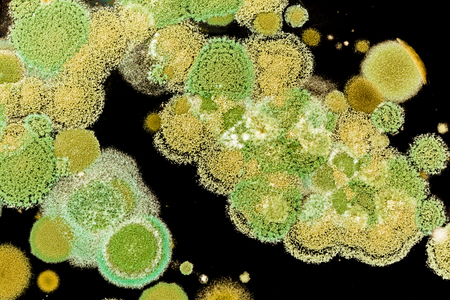 Green mold close-up on a black background