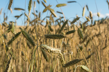 Ripe yellow wheat close-up and blue sky, abstract backgroundの写真素材
