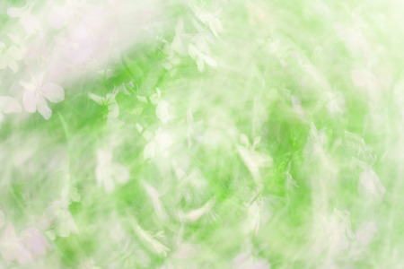 Natural green and white bright blur background of sunny summer flowersの写真素材