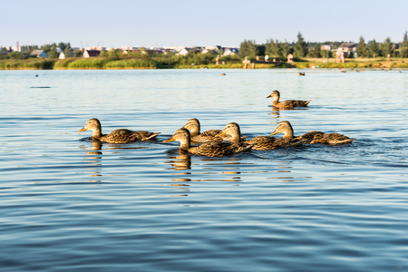 A group of wild ducks swims along a blue pond, a selective focus, in the distance a shoreline with trees and housesの写真素材