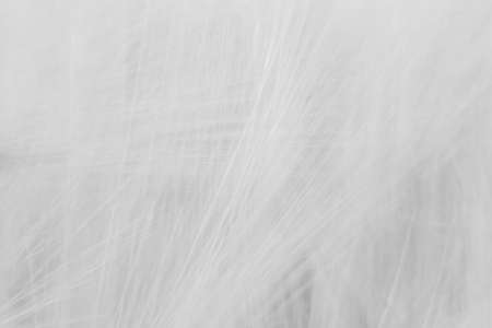 Blurred gray abstract background with a predominance of lines based on a plantの写真素材