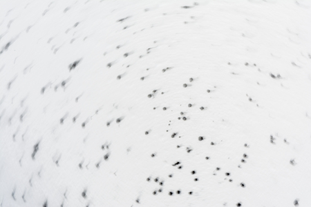 Blurred texture polyester foam consisting of white and black balls, motion effect, abstract backgroundの写真素材