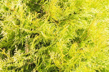 Thuja texture a sunny day. Green thuja tree branches and leaves as natural background.の写真素材