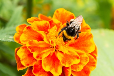 bumblebee on a orange flower collects pollen, selective focus, nature background