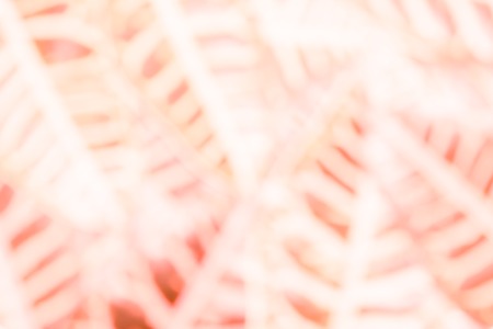 red and white abstract blurred background with accent linear forms based on tropical plantsの写真素材