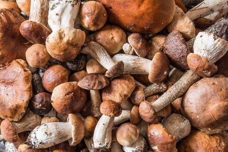 a lot of mushrooms boletus and red-capped scaber stalk lie a bunch, nature backgroundの写真素材