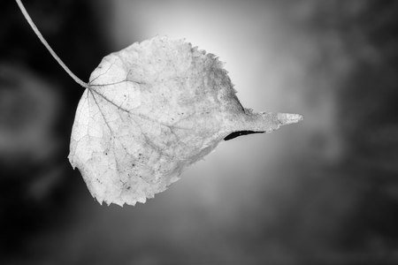 autumn gray dry birch leaf on a blurry abstract backgroundの写真素材