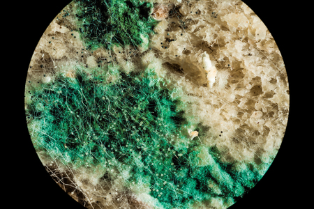 spread of green fungal mold on spoiled food products, macro view through a microscope
