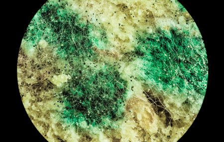 spread of green fungal mold on spoiled food products, macro view through a microscope