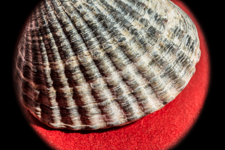 sea shell as a souvenir on a red background with dim lighting, abstract background